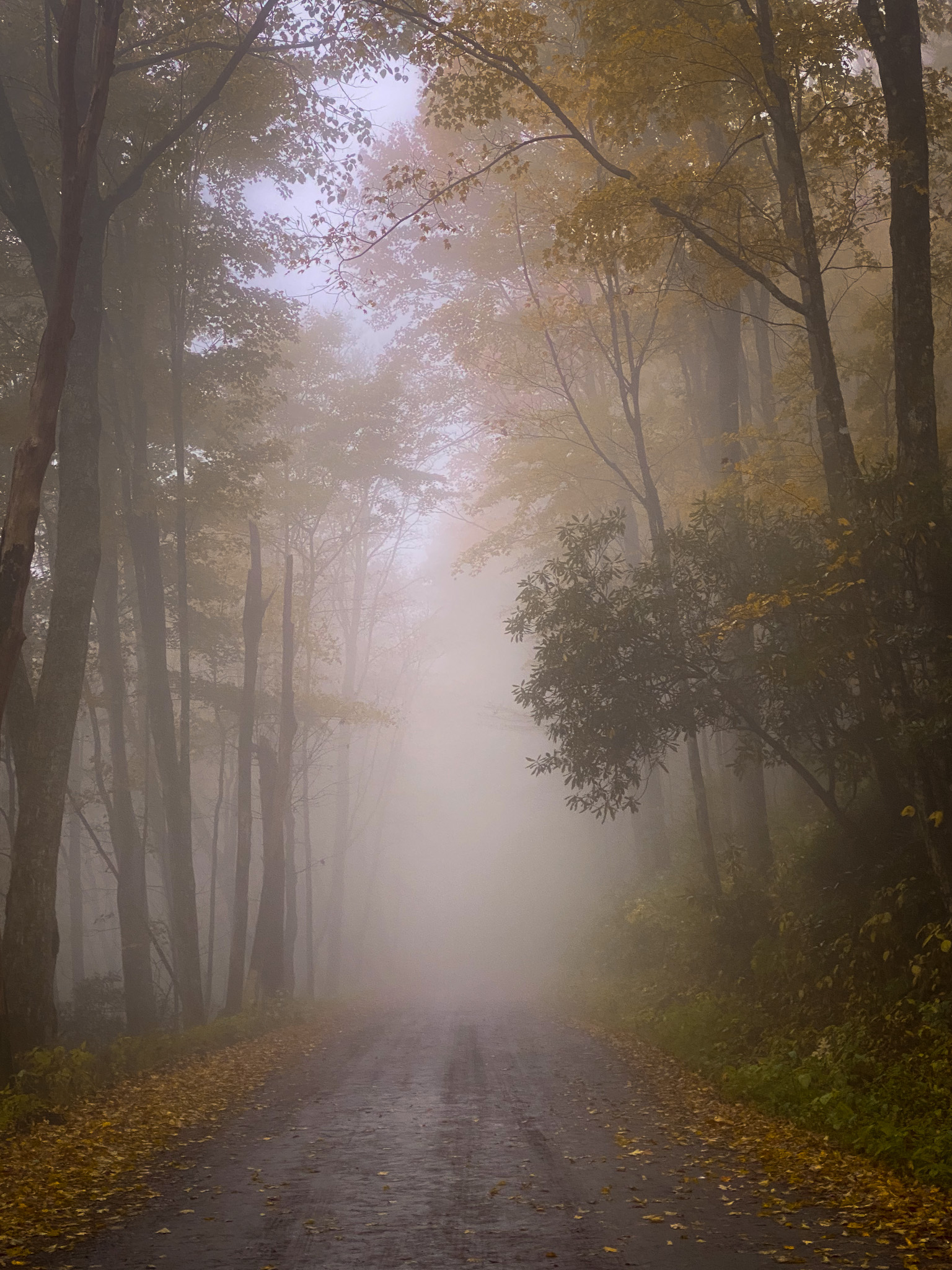 Foggy Forest in Tennessee