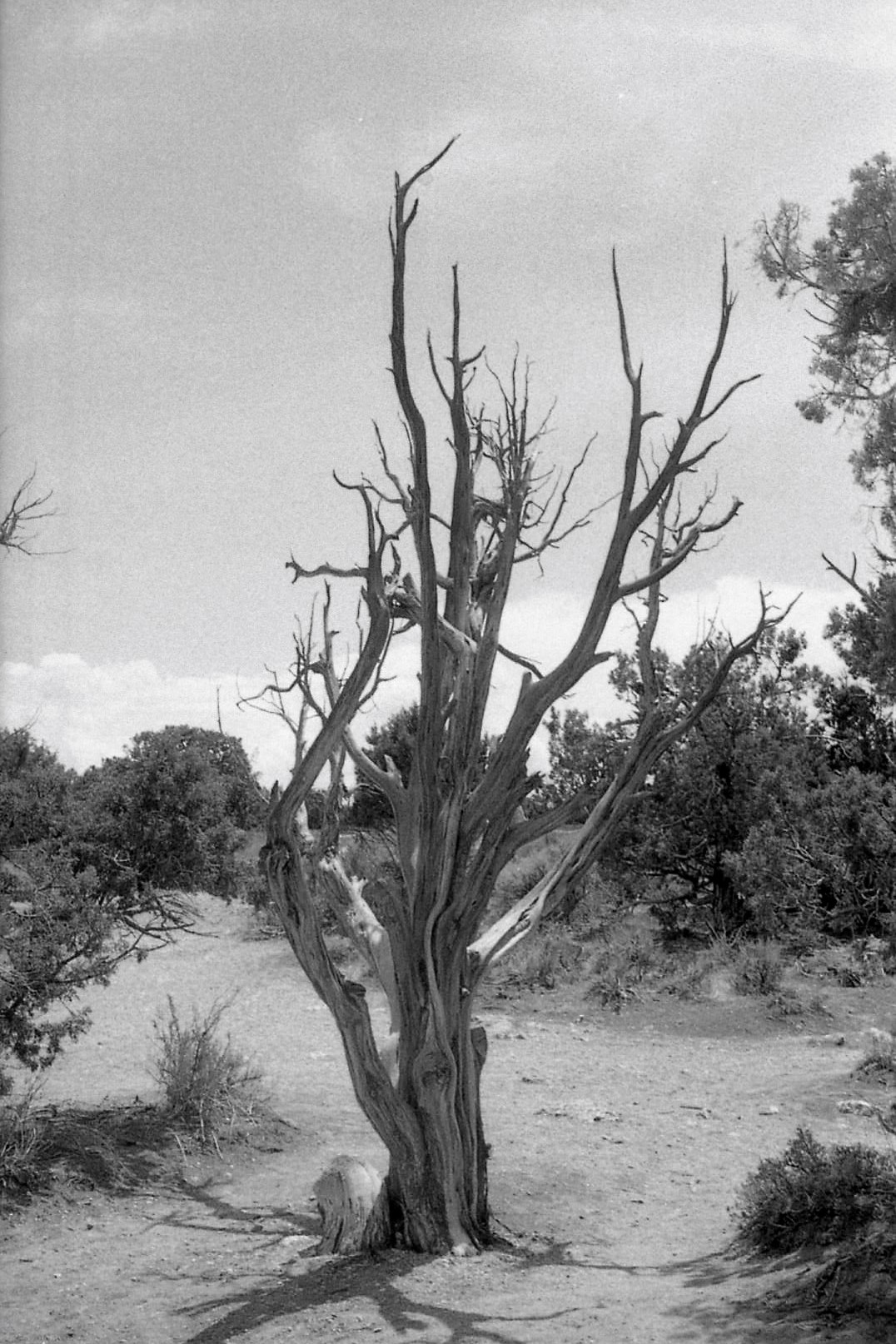 Desert Juniper Tree