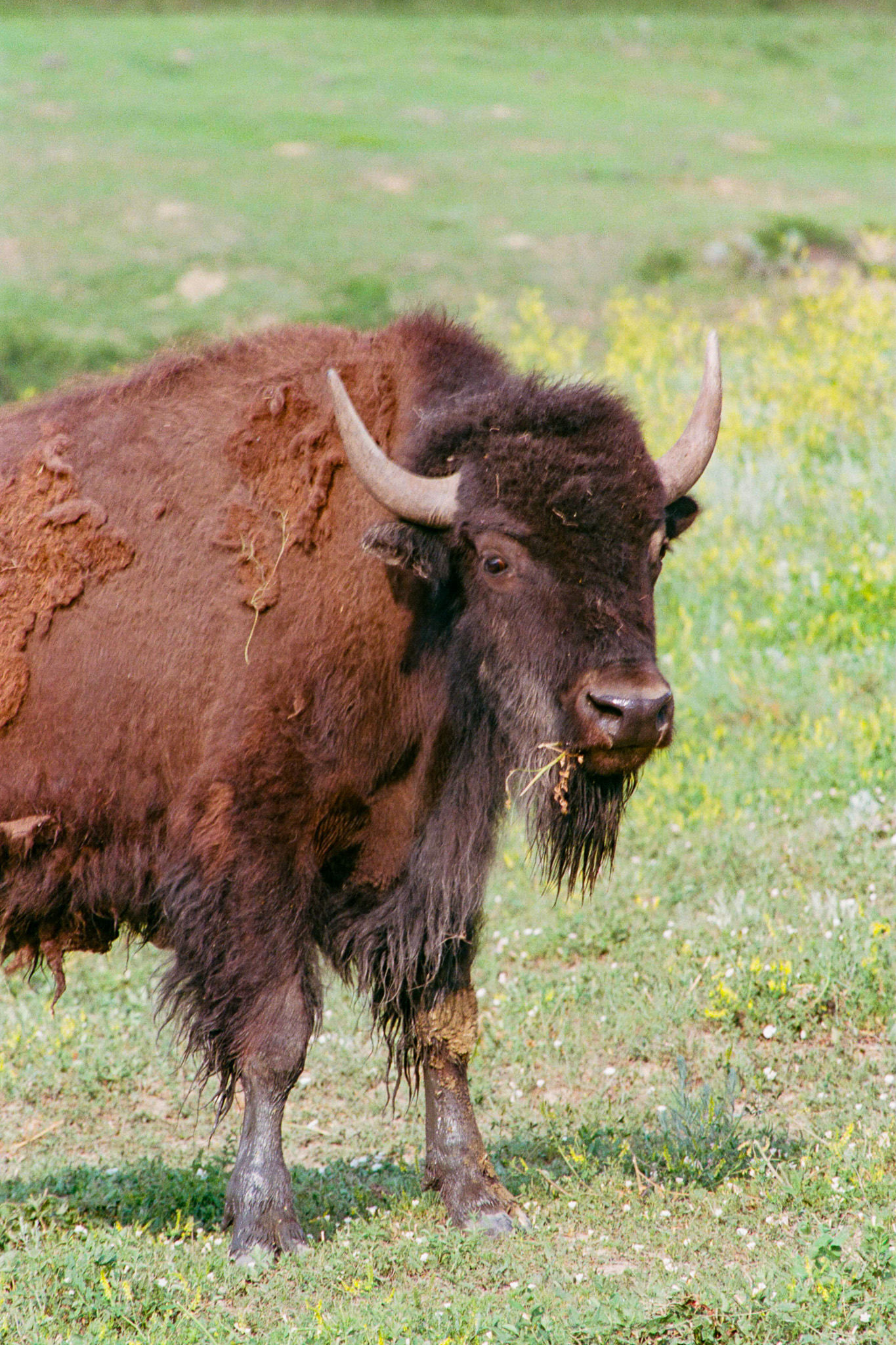 Bison at Theodore roosevelt National Park