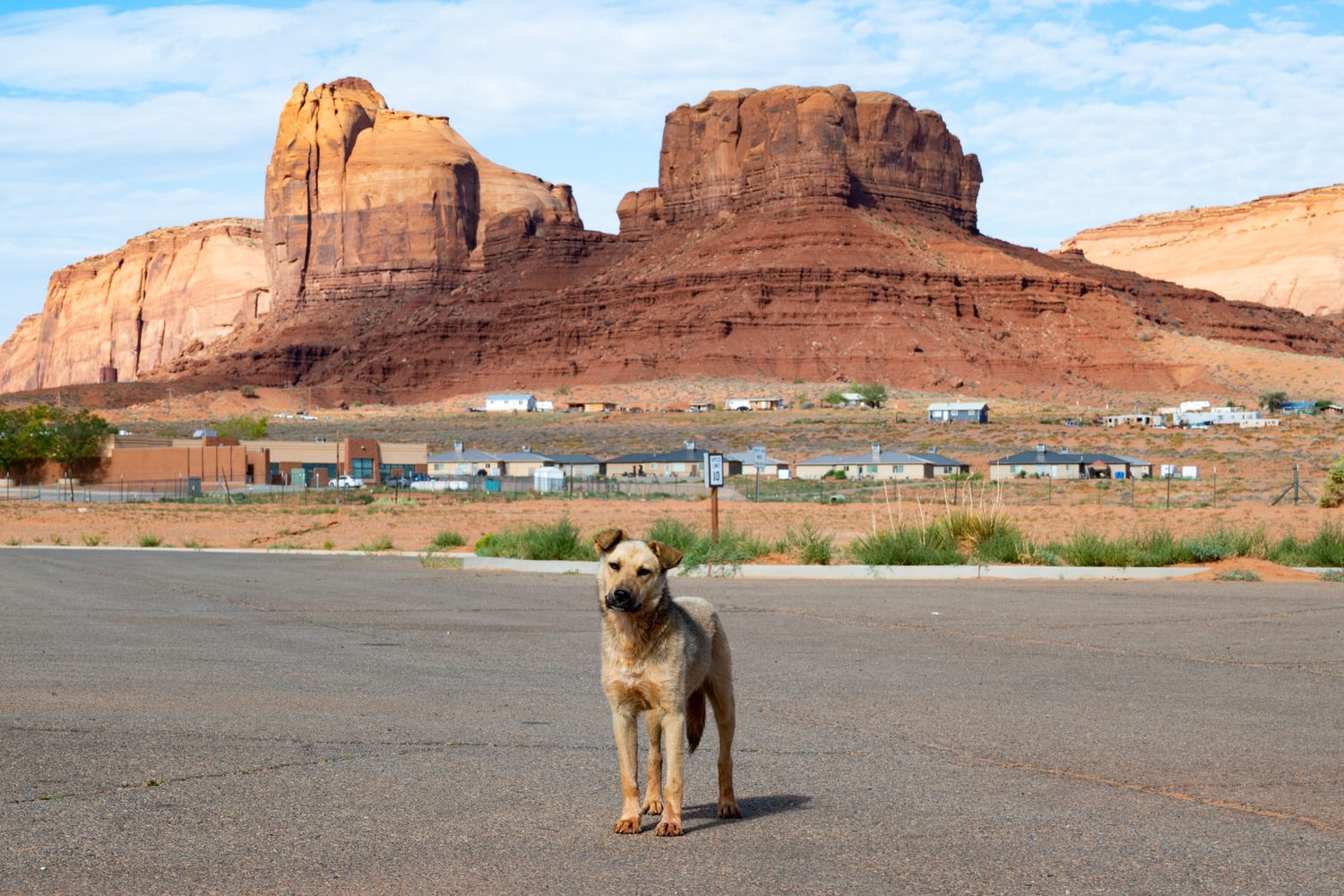 Rez Dog in Monument Valley