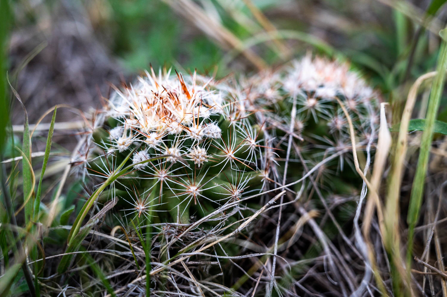 Small Texas Cacti