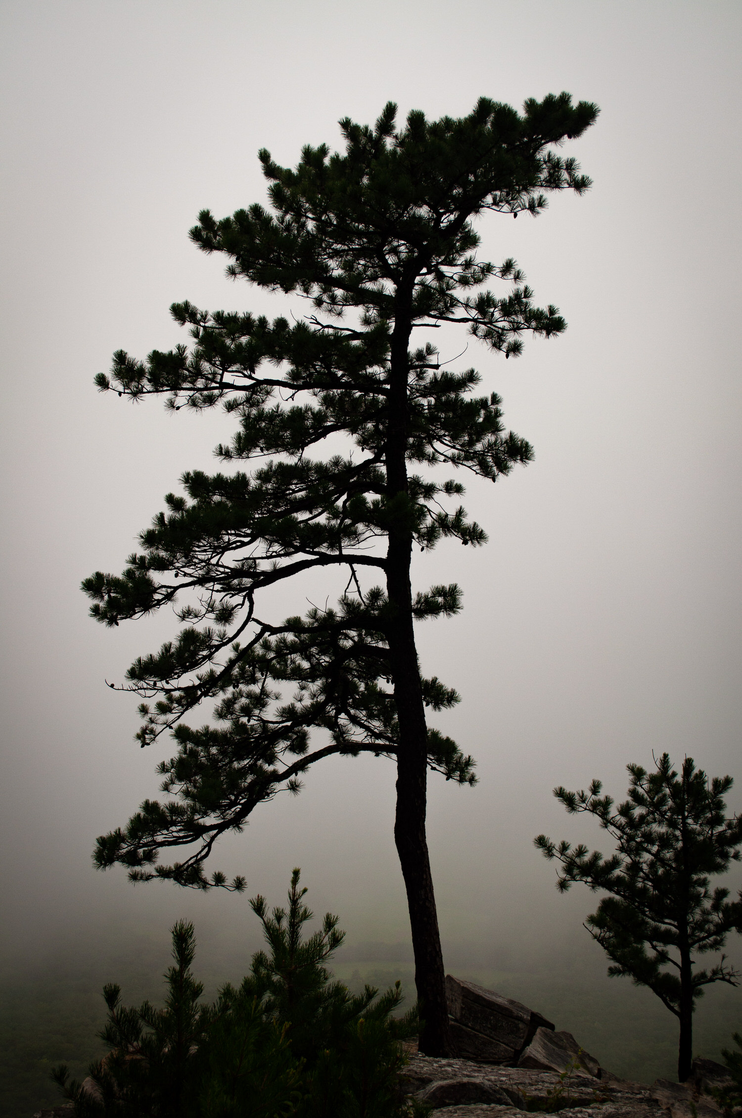 Foggy North Carolina Tree