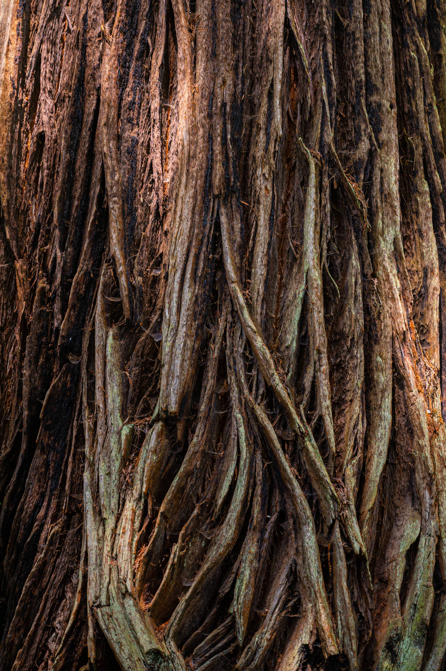 Texture of a Great Redwood Tree